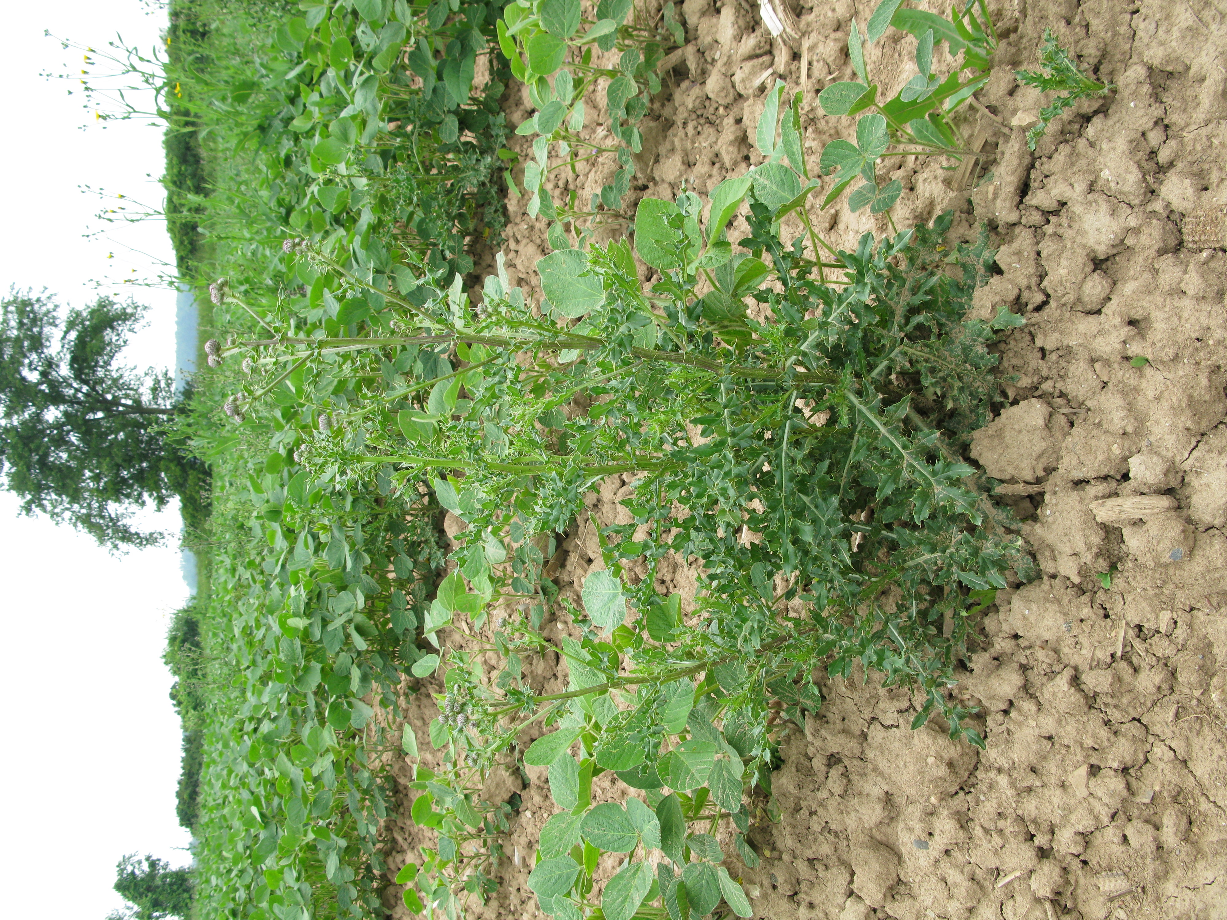 Figure 6- Canada thistle July 7 2008 Jim Monroe (Alma MI) 033 - Copy.jpg